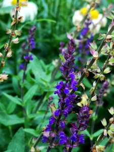 This sage is still popular with bumblebees. Bees prefer this sage (Salvia nemorosa 'Caradonna') over all the other woodland sages in my garden.