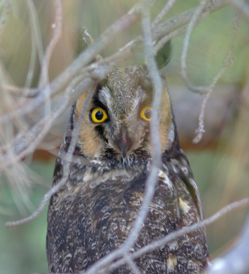 OWL, LONG-EARED (11-20-08) carrizo -05