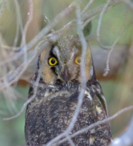 OWL, LONG-EARED (11-20-08) carrizo -05