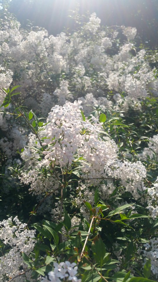 Little leaf lilac