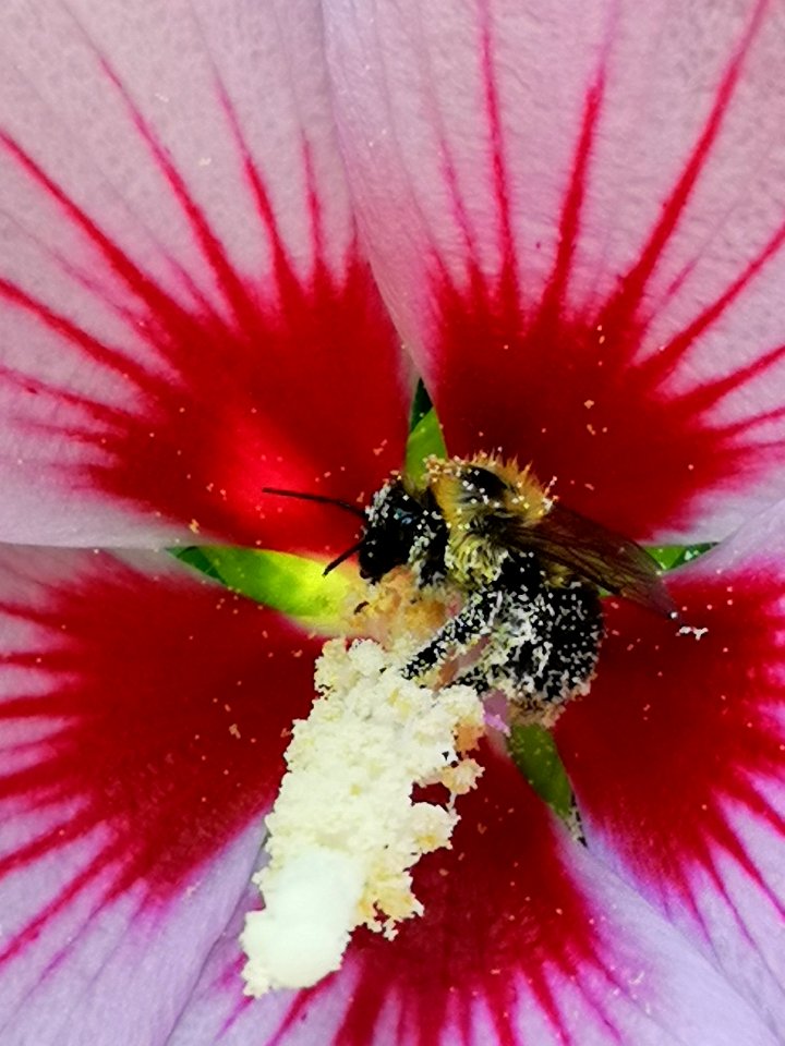 Bumblebee covered in pollen from rose of Sharon (Hibiscus syriacus)