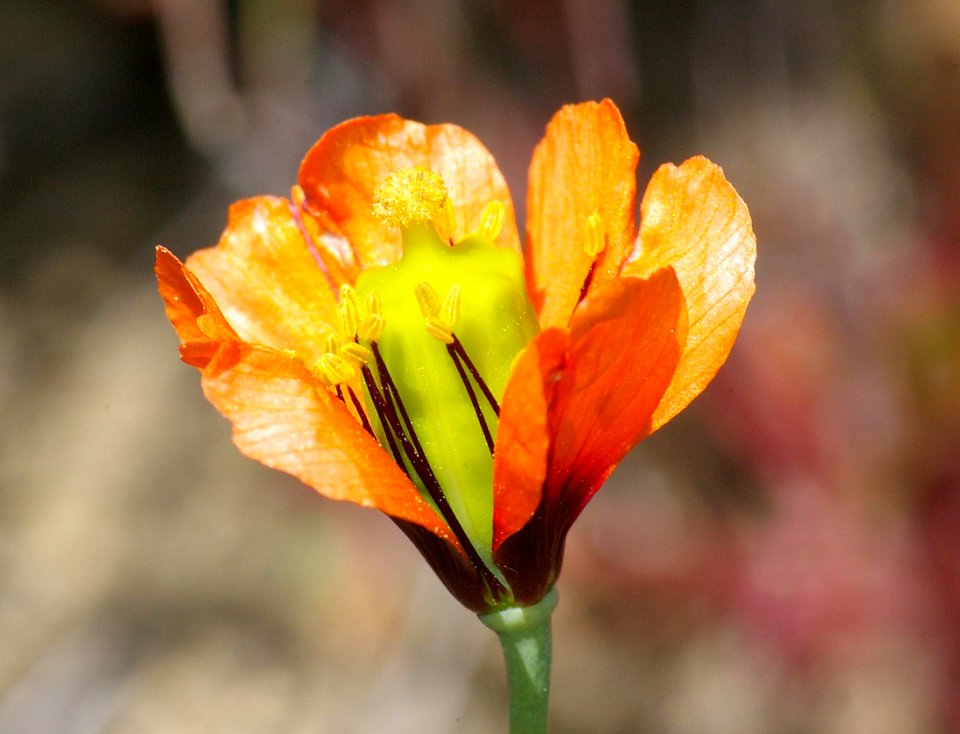 09-042b WIND-POPPY (stylomecon heterphylla)