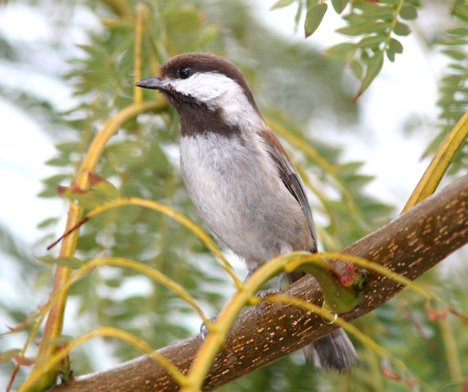 CHICKADEE, CHESTNUT-BACKED (4-2-08) canet -02