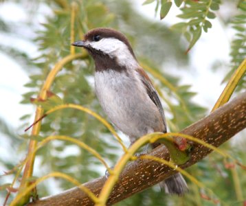 CHICKADEE, CHESTNUT-BACKED (4-2-08) canet -02 photo