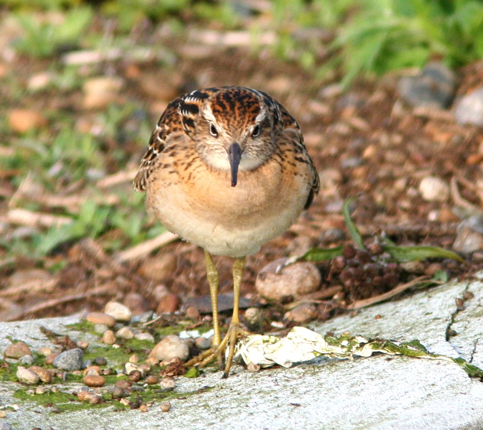 SANDPIPER, SHARP-TAILED (8-4-08) gambell, ak -02