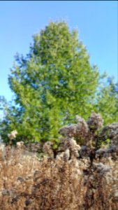 Goldenrod and evergreen