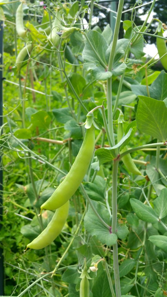 Magnolia Blossom peas