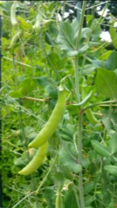 Magnolia Blossom peas