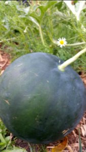 Watermelon with roman chamomile