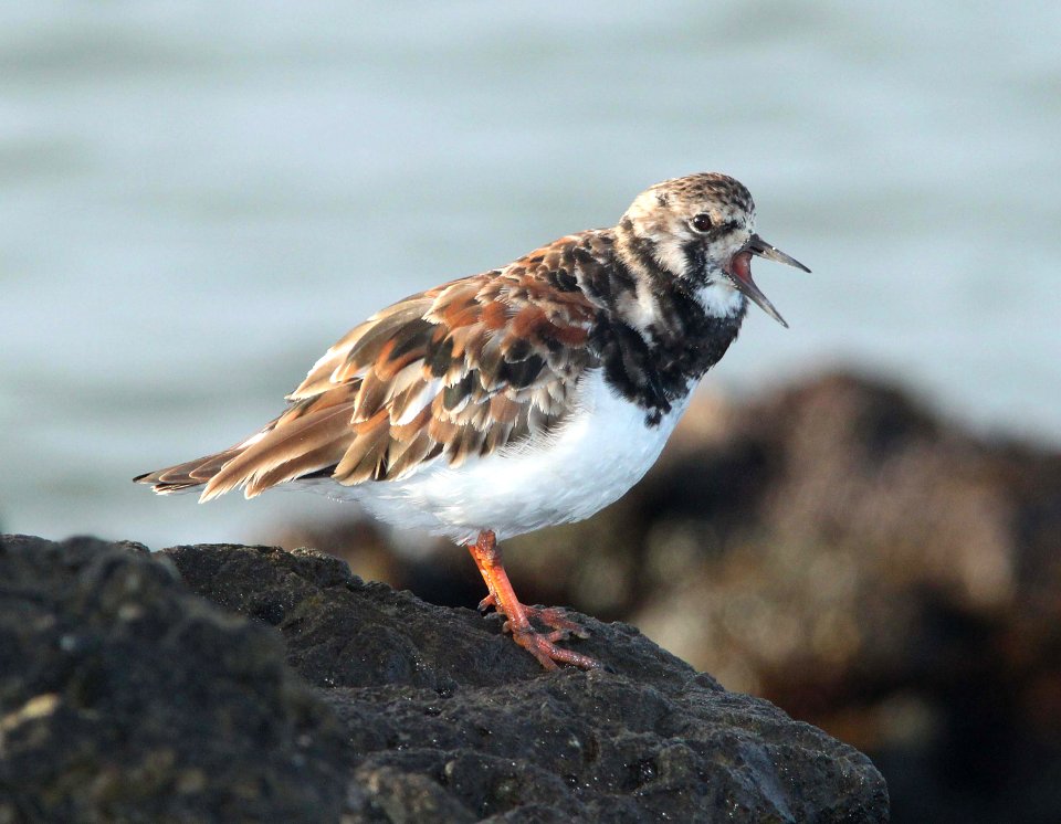 TURNSTONE, RUDDY (3-25-10) estero bluffs, slo co, ca -06