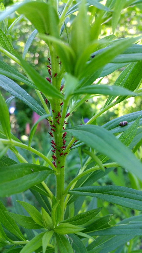 More goldenrod aphids