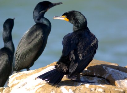 CORMORANT, DOUBLE-CRESTED (3-24-09) piedras blancas -01
