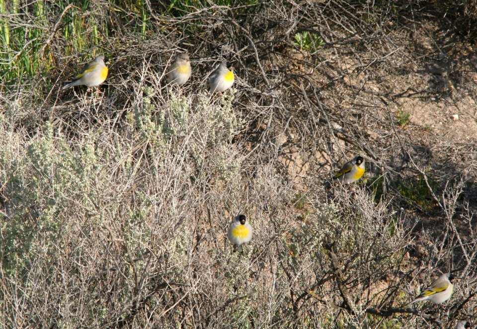 GOLDFINCH, LAWRENCE'S (3-30-09) carrizo -01a