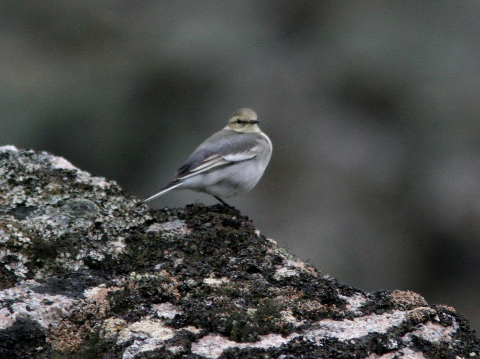 WAGTAIL, WHITE (9-1-08) gambell, ak -02