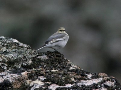 WAGTAIL, WHITE (9-1-08) gambell, ak -02
