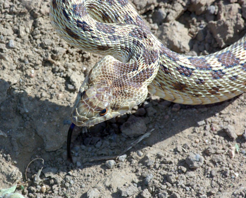 SNAKE, GOPHER (pituophis catenifer) (3-30-09) carrizo plain national monument, san luis obispo co, ca    (2)