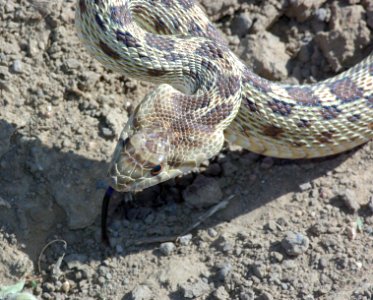 SNAKE, GOPHER (pituophis catenifer) (3-30-09) carrizo plain national monument, san luis obispo co, ca    (2)
