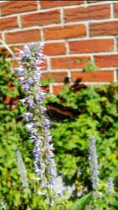 Fire rim tortoiseshell butterfly feeding on agastache