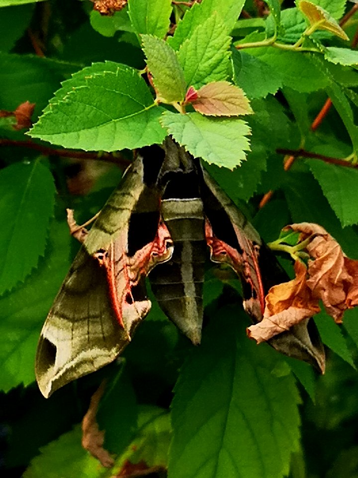 Pandora sphinx moth (Eumorpha pandorus) at garden centre