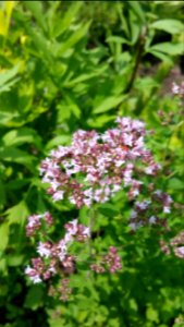 Oregano flowers are great for bees