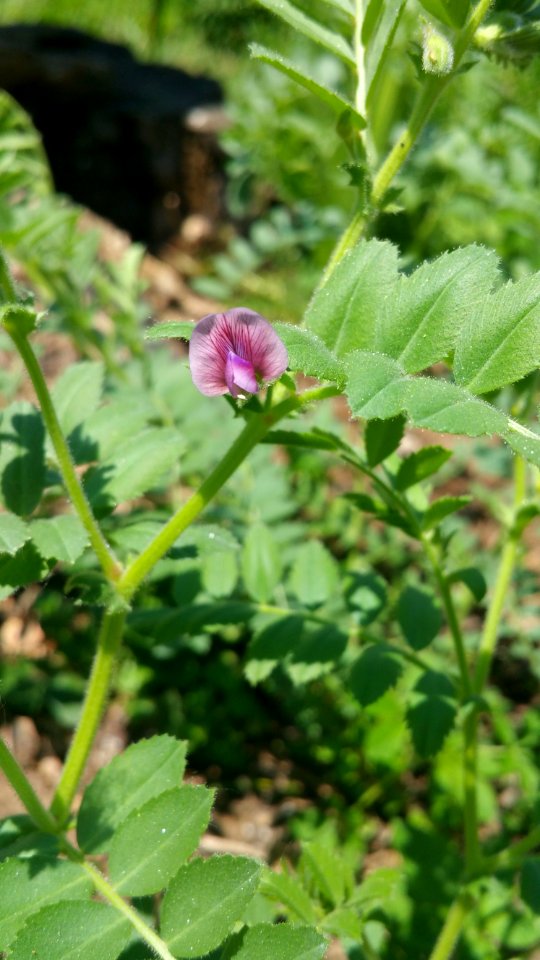 Chickpea Sicilian Black