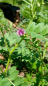 Chickpea Sicilian Black
