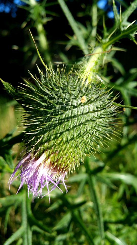 Thistle