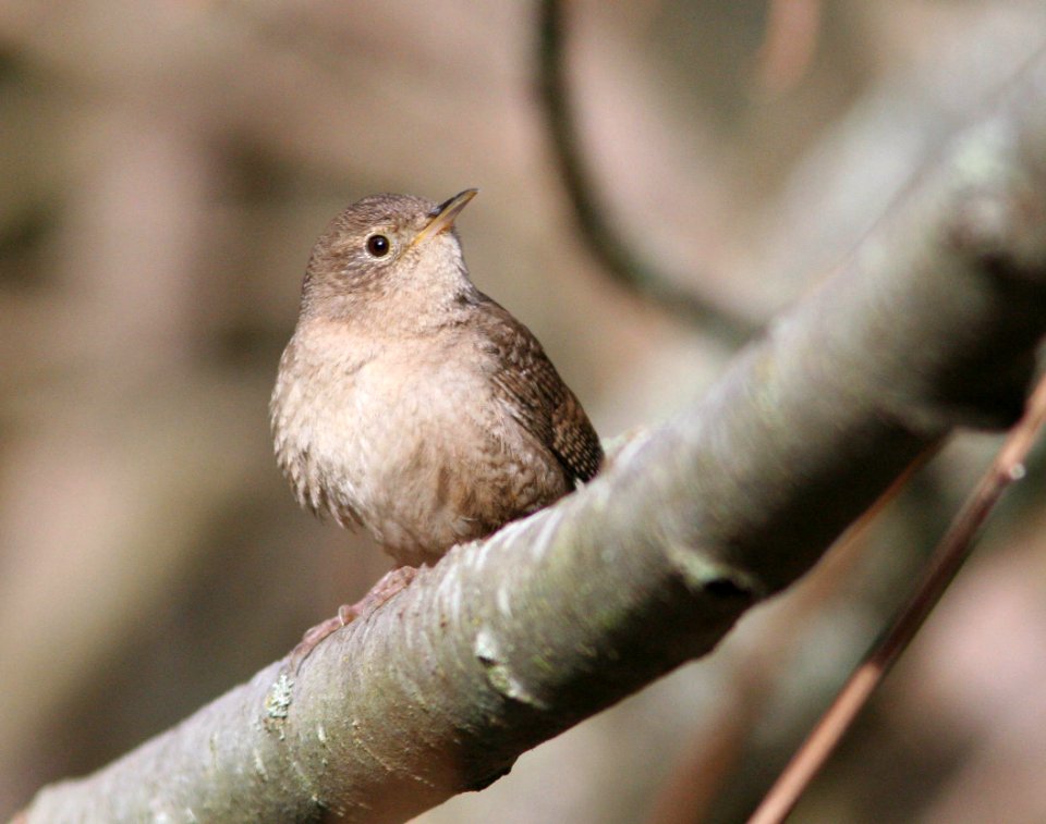 WREN, HOUSE (4-1-08) cerro alto cg rd -1