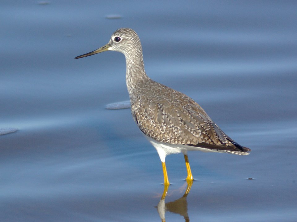 YELLOWLEGS, GREATER -02