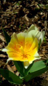Nibbled tulip. Saw tiny black bees or flies at the pollen.