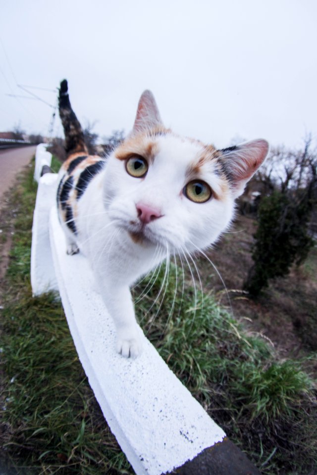 peleng 8mm cat