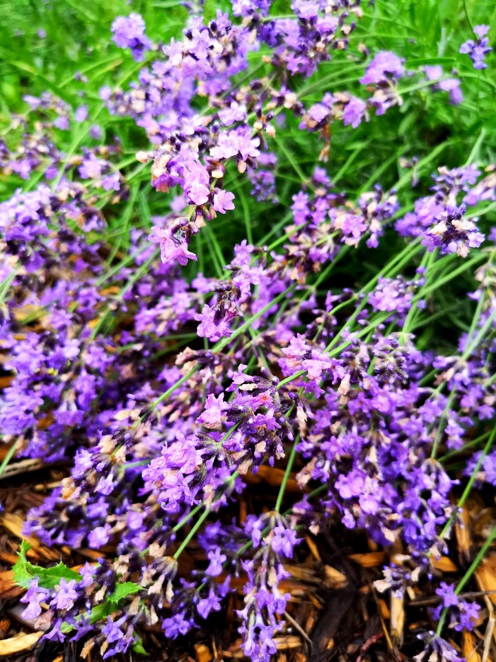 Lavender after the rainstorm. It'll bounce back