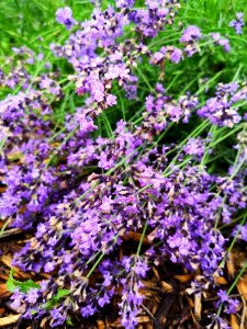 Lavender after the rainstorm. It'll bounce back