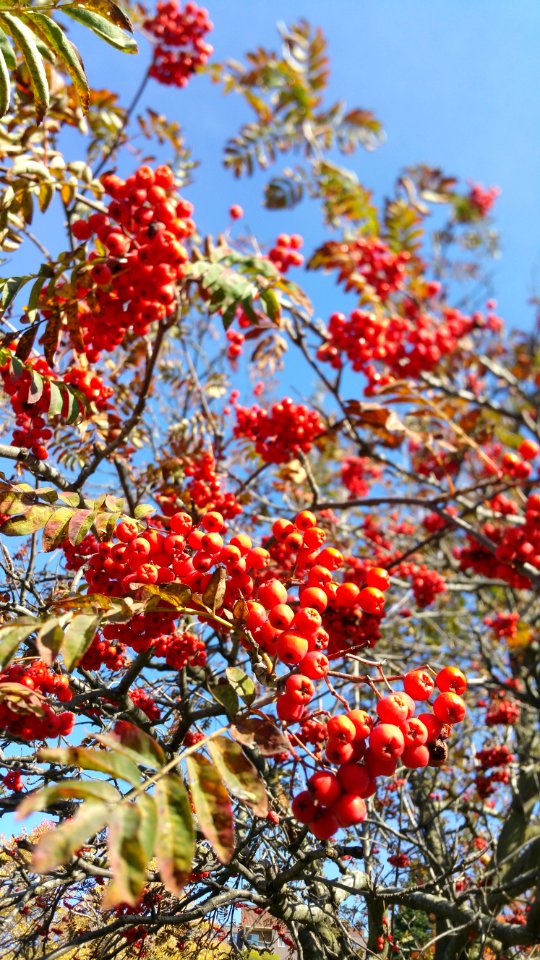Mountain ash