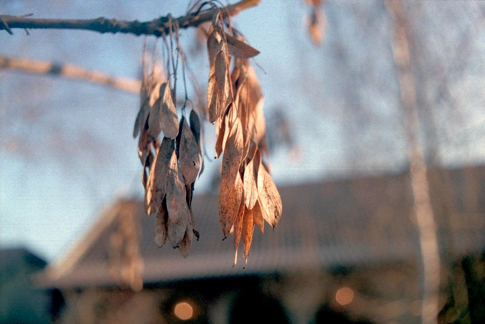 Ash tree seed cases
