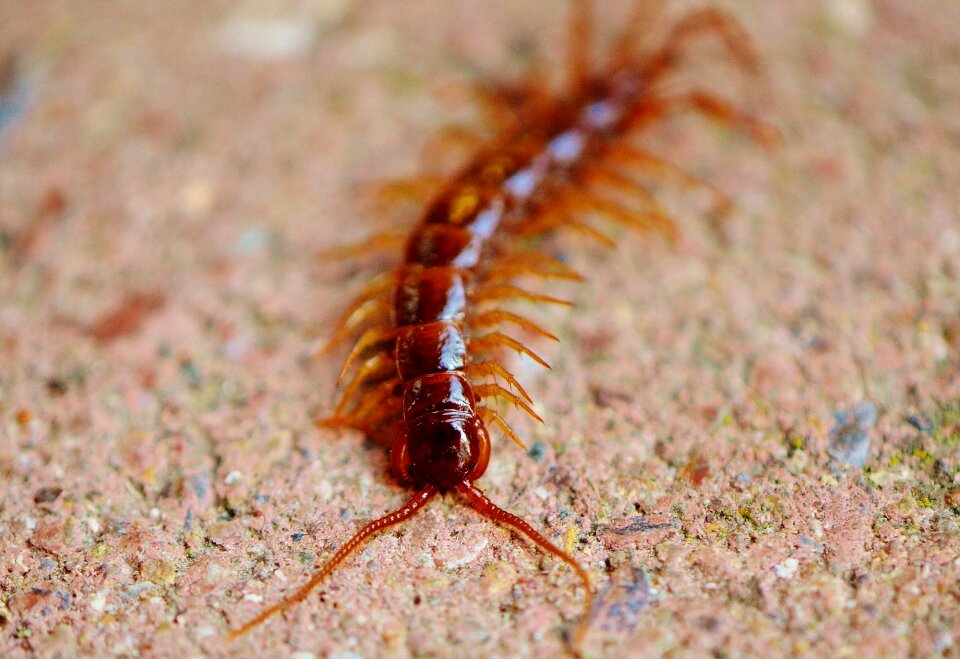 Insect members feet