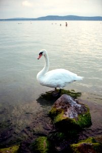 Swan at lake Balaton