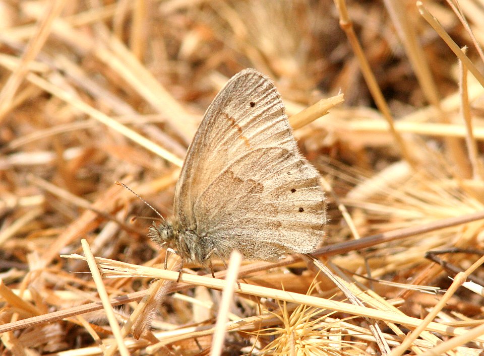RINGLET, COMMON (coenonympha tullia) (7-16-08) near morro bay, ca-1