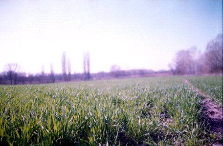 early wheat crop photo