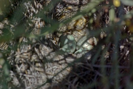 BELL'S SPARROW (canescens?) (3-30-08) nest with 4 eggs along n bank of van metre wash, Carrizo Plain Nat Mon, SLO County, CA -1b