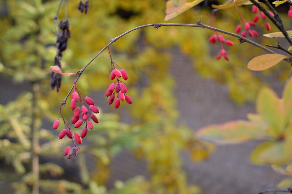 Harvest vitamins autumn