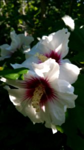 White Hibiscus syriacus