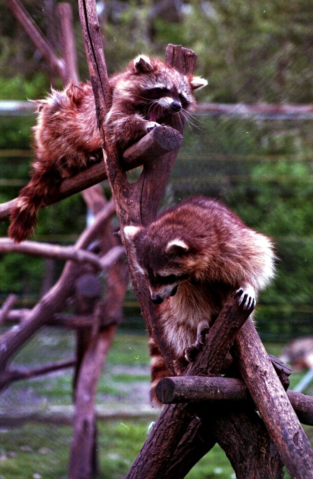 yawn