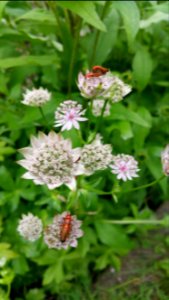 Soldier beetle sex party on the astrantia