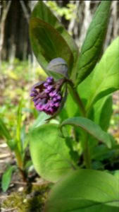 Mertensia (Virginia bluebells) buds