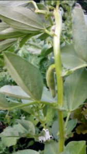 Broad beans photo