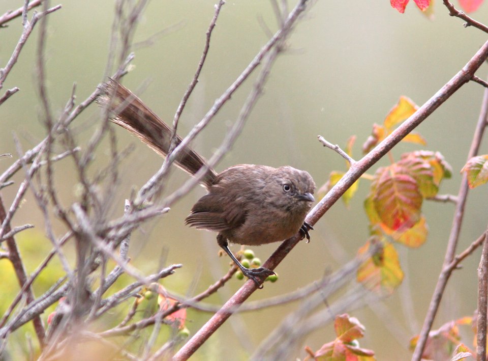 WRENTIT (7-6-08) coon creek, san luis obispo co, ca -2