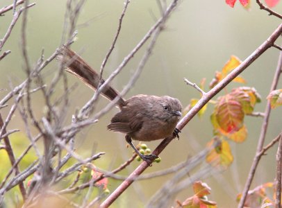 WRENTIT (7-6-08) coon creek, san luis obispo co, ca -2 photo