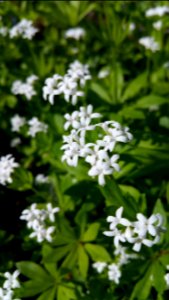 Sweet woodruff