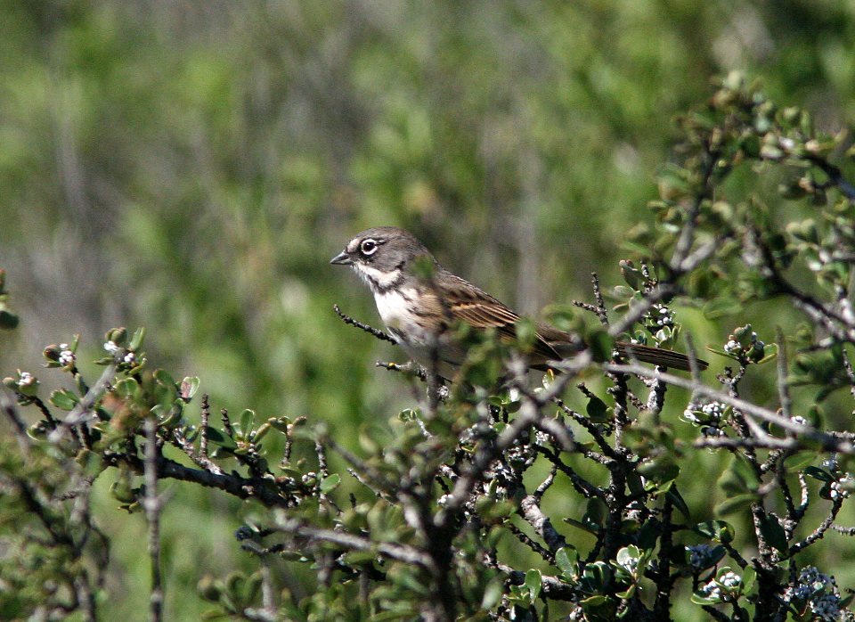 SPARROW, SAGE (Bell's) (2-19-09) cerro alto -3